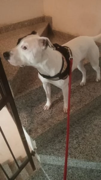 Sharon dolce Pitbull cerca una famiglia  | Foto 1