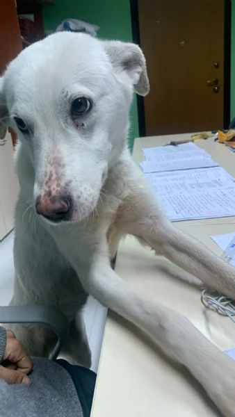 Chiara egrave alla ricerca di tanto amore  | Foto 3