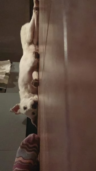 Chiara egrave alla ricerca di tanto amore  | Foto 0