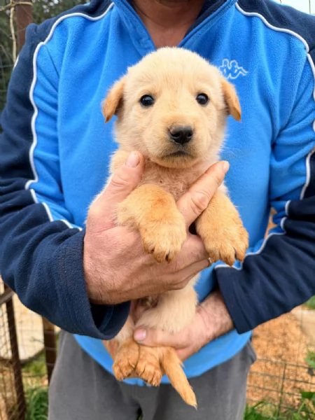 Piccoli orsetti pelosi | Foto 5