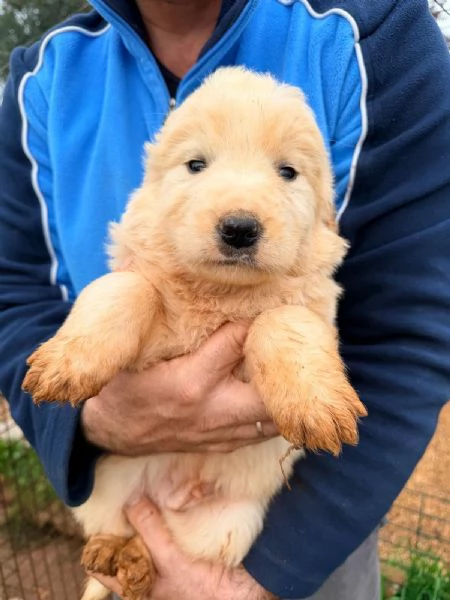 Piccoli orsetti pelosi | Foto 2