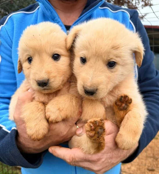 Piccoli orsetti pelosi