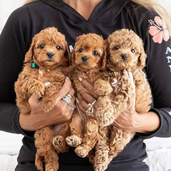 Regalo Cuccioli di Barboncino