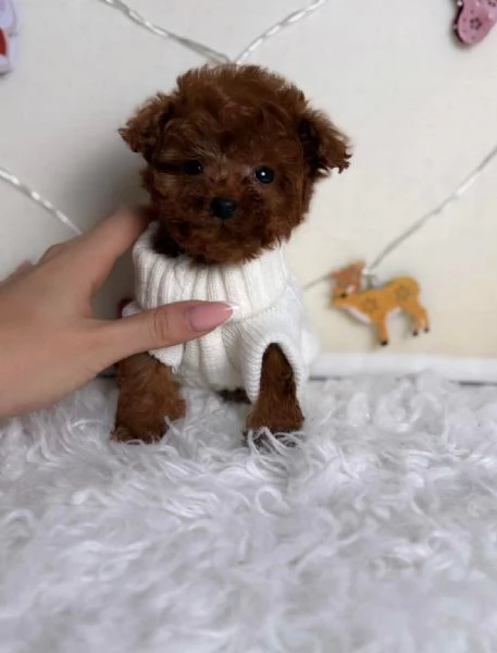 Regalo Cuccioli di Barboncino