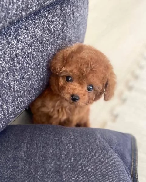 Regalo Cuccioli di Barboncino