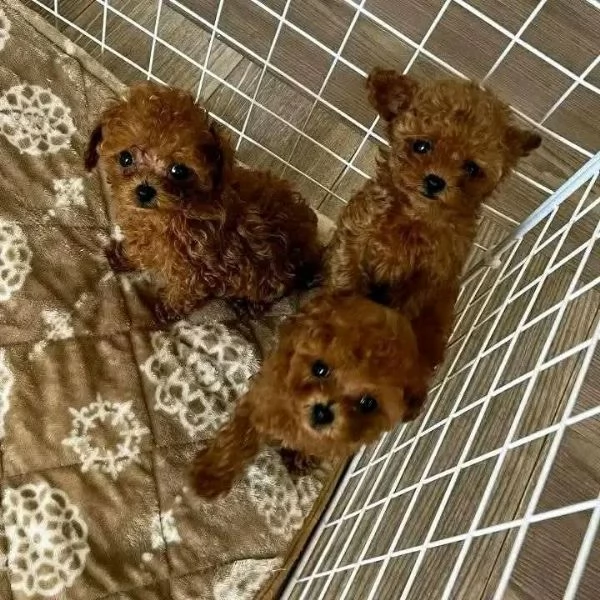 Regalo cucciolo di barboncino gratis oggi 