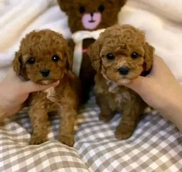 Regalo Cuccioli di Barboncino Gratis