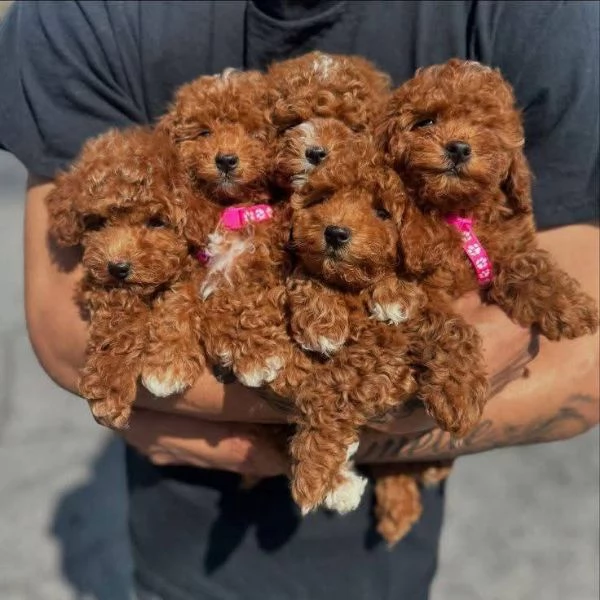 Regalo Mini cuccioli di barboncino