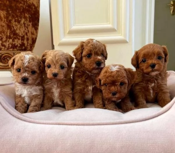 Regalo cucciolo di barboncino