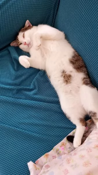 Gatto Europeo  | Foto 0