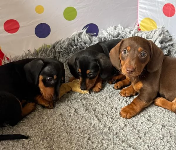 Bassotto cuccioli maschio e femmina | Foto 2