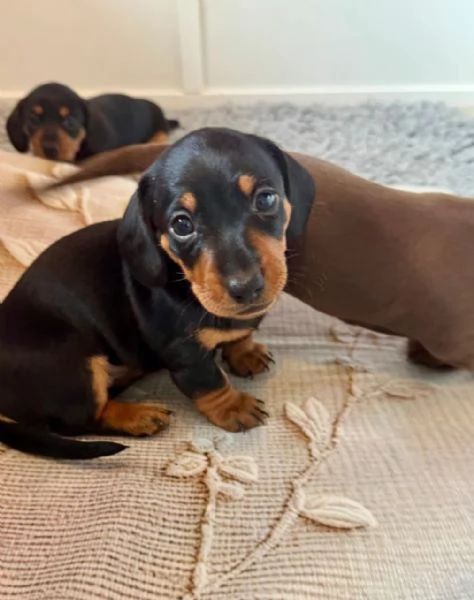 Bassotto cuccioli maschio e femmina