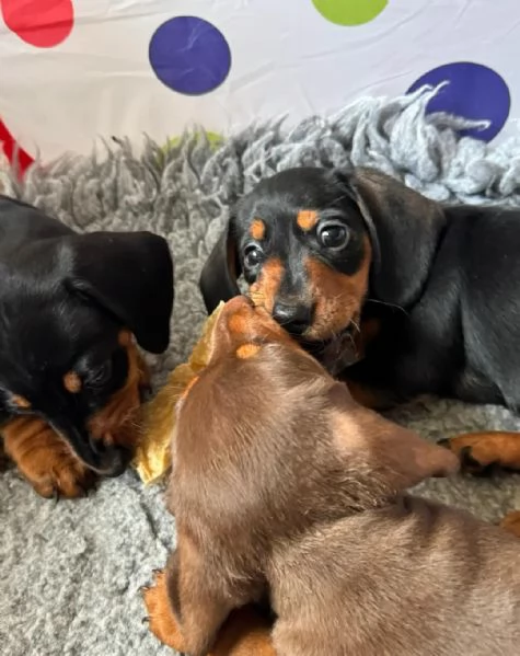 Bassotto cuccioli maschio e femmina | Foto 0