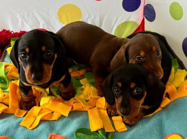 Bassotto cuccioli maschio e femmina | Foto 2