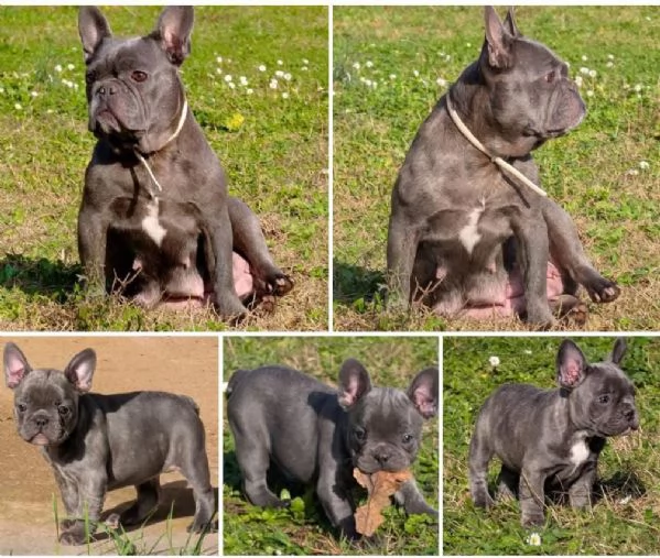 Cuccioli di bulldog francese 