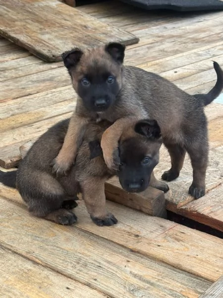 Cuccioli pastore belga malinois