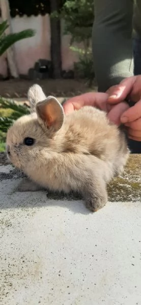 Vendo cuccioli di coniglio ariete  | Foto 4