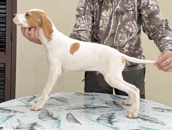 Pointer inglese di 3 mesi | Foto 0