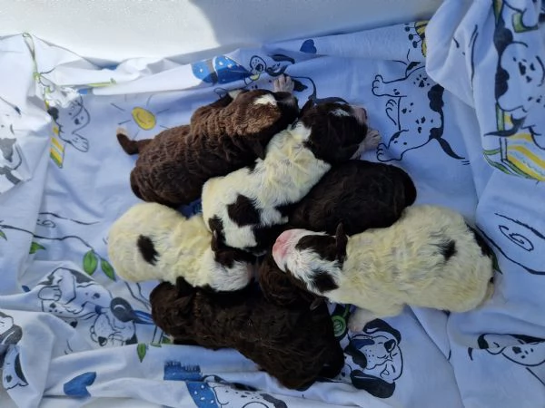 Cuccioli di lagotto romagnolo 