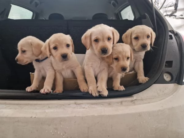  Cuccioli  di Labrador con pedigree 