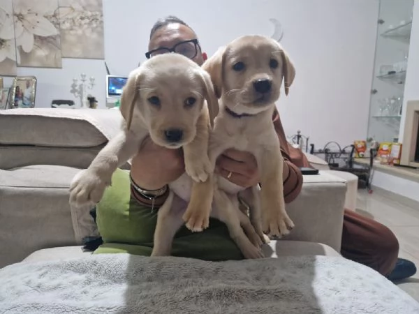  Cuccioli  di Labrador con pedigree  | Foto 2
