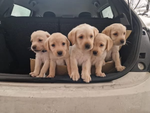  Cuccioli  di Labrador con pedigree  | Foto 0