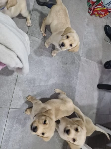  Cuccioli  di Labrador con pedigree  | Foto 1