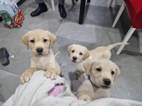  Cuccioli  di Labrador con pedigree 