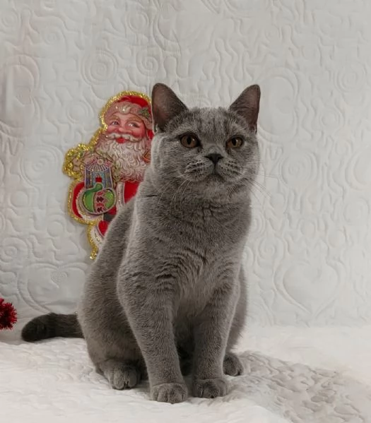 Coppia di scottish fold maschio femmina | Foto 0
