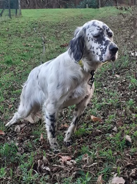 SETTER INGLESE FEMMINA