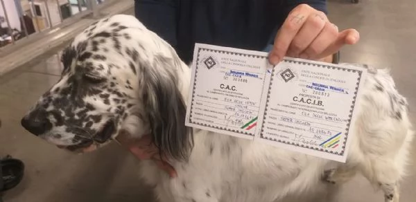 SETTER INGLESE FEMMINA | Foto 2