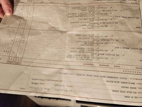 SETTER INGLESE FEMMINA | Foto 1