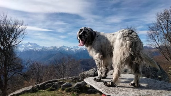 SETTER INGLESE FEMMINA | Foto 0