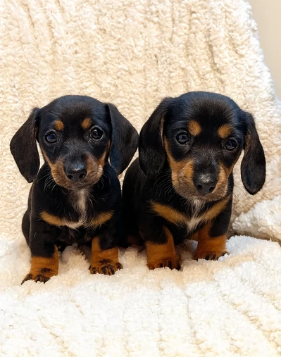 Adozione di Bassot Nan cuccioli