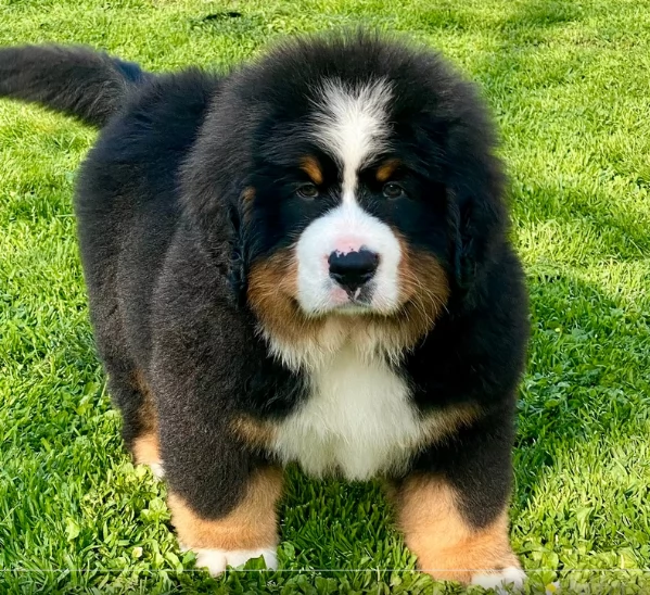 Bovaro del Bernese con pedigree