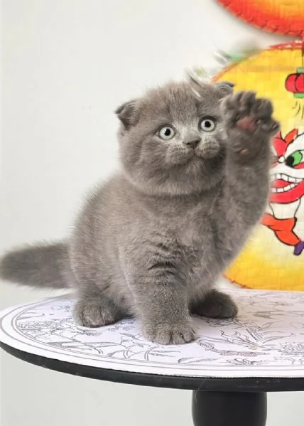 British Shorthair maschio e femmina