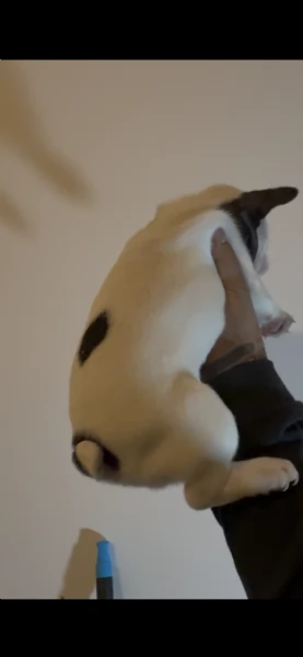 Cucciola Bulldog Francese  | Foto 1