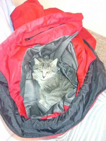 Gattino mix certosino 