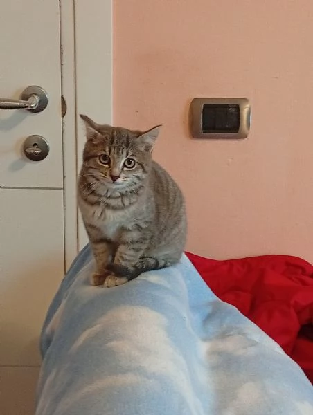 Gattino mix certosino  | Foto 0