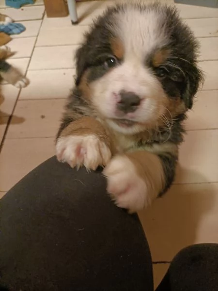 Cucciole bovaro del bernese 