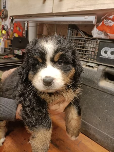 Cucciole bovaro del bernese  | Foto 4