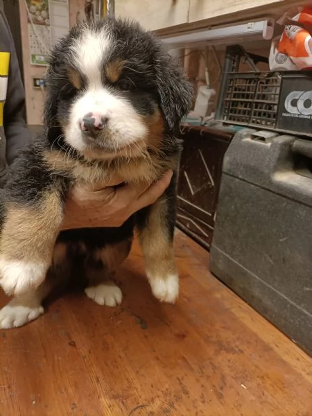 Cucciole bovaro del bernese  | Foto 3