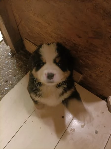 Cucciole bovaro del bernese  | Foto 2