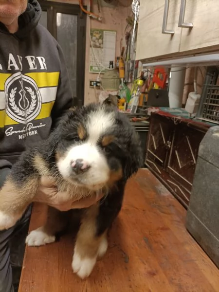 Cucciole bovaro del bernese  | Foto 1