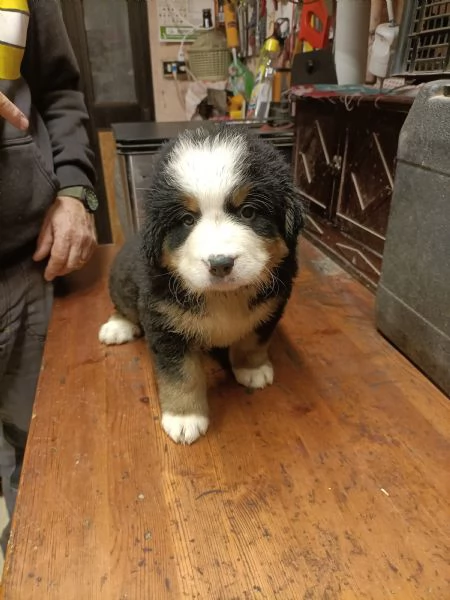 Cucciole bovaro del bernese  | Foto 0