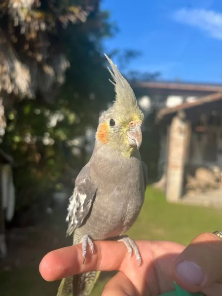 Calopsite 34 mesi | Foto 1