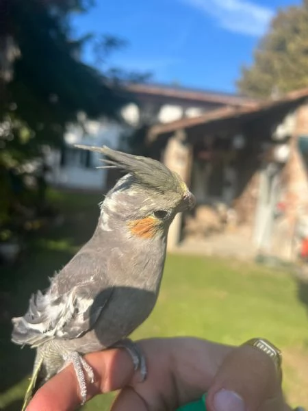 Calopsite 34 mesi | Foto 0