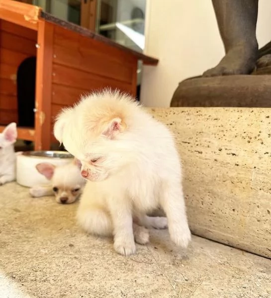 Chihuahua Toy cuccioli maschio e femmina