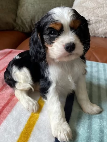 Cavalier King Charles cuccioli maschio e femmina | Foto 0
