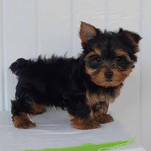 Yorkshire Terrier cuccioli maschio e femmina | Foto 0